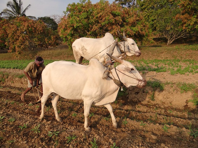 Oxen ploughing the ground