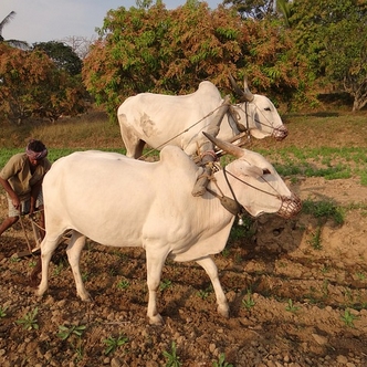 Oxen ploughing the ground