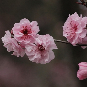 Cherry Blossom