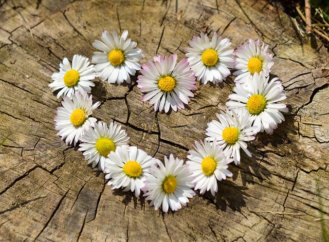 Heart of daisies