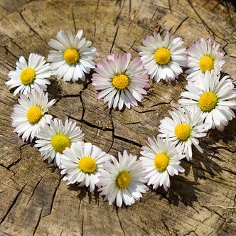 Heart of daisies