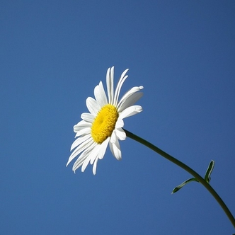 A daisy