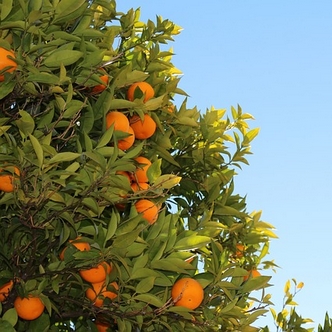 Tree with ripe mandarins