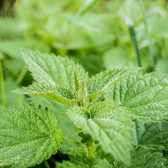 Stinging nettles