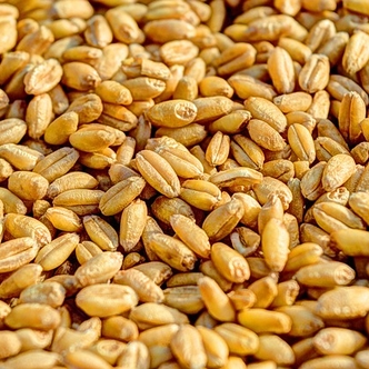 Seeds