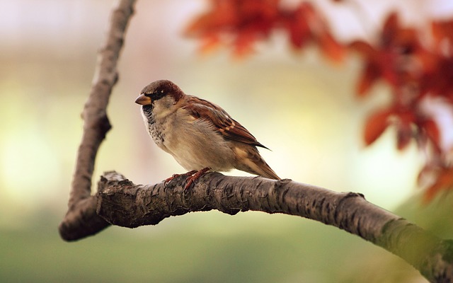A sparrow resting on a tree branch