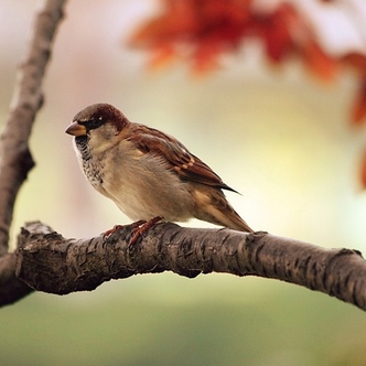 A sparrow resting on a tree branch