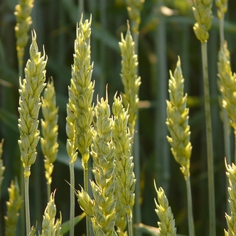 Ears of wheat