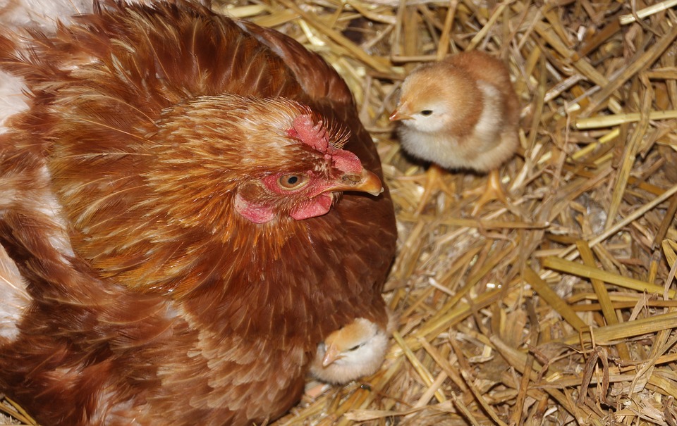 Chicken with chicks